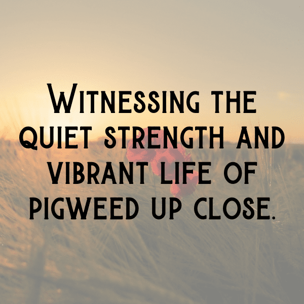 Pigweed Captions Photo For Instagram-ewcsTB