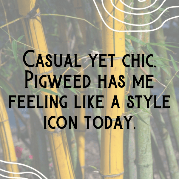 Pigweed Captions Photo For Instagram-o1PZWc