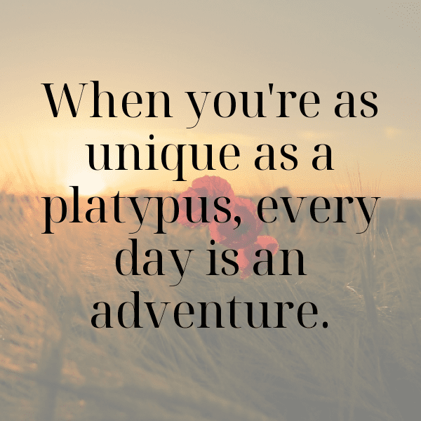 303+ Platypus Captions For Instagram In 2025 3 Platypus Captions Image For Instagram-xJgus2