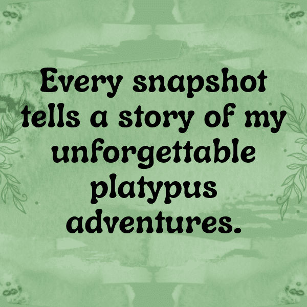 303+ Platypus Captions For Instagram In 2025 5 Platypus Captions Photo For Instagram-7CC5Jv