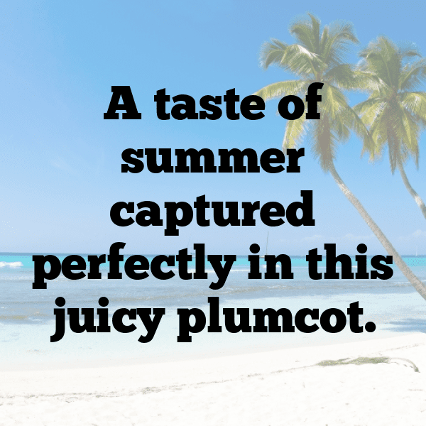 Plumcot Captions Image For Instagram-0Hurpa
