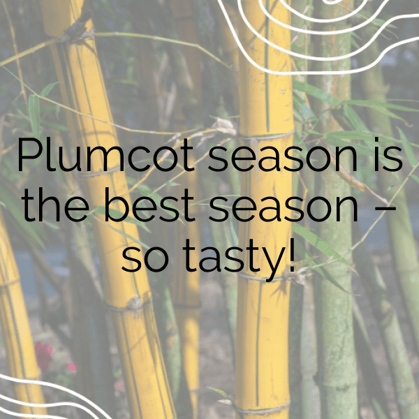 Plumcot Captions Photo For Instagram-9ZC4qc