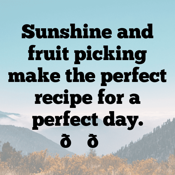 Plumcot Captions Photo For Instagram-Hanzp4