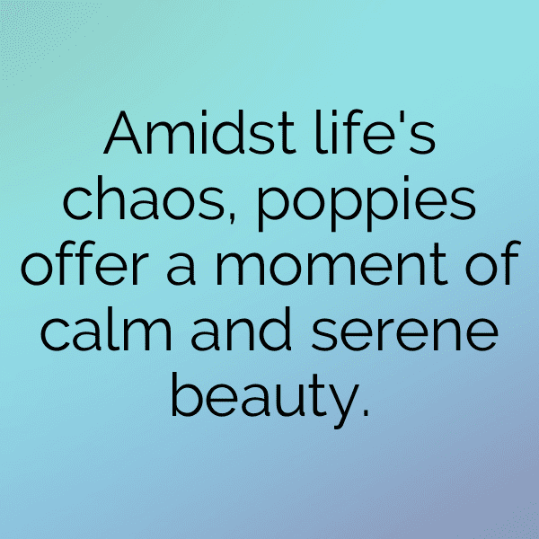 Poppy Captions Image For Instagram-yIFbQg