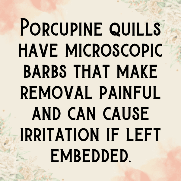 Porcupine Captions Image For Instagram-SAvTWl