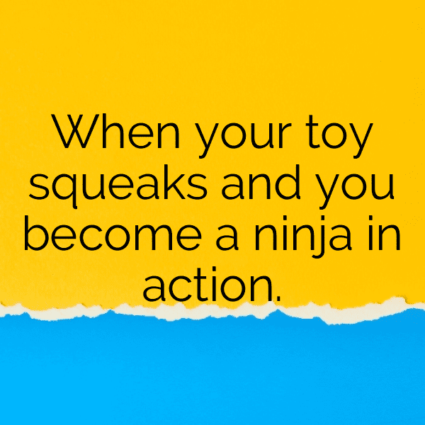 Porcupine Captions Photo For Instagram-LpVWSI