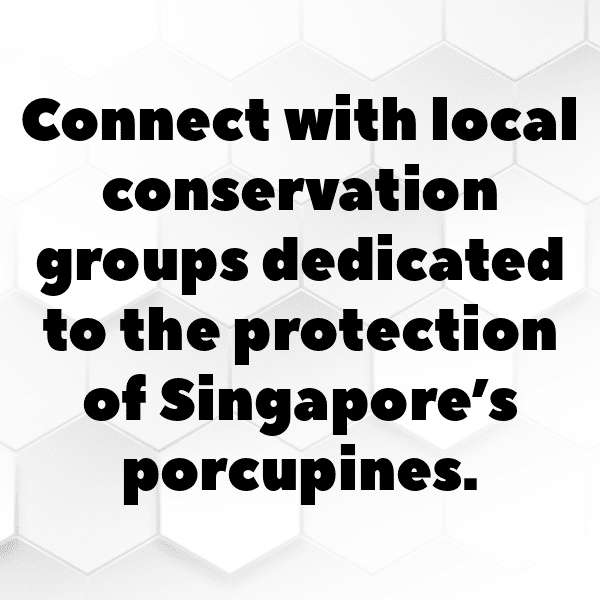 Porcupine Captions Photo For Instagram-sS4ZYm