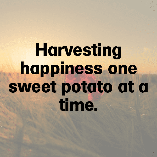 272+ Potato Captions For Instagram (Trending, Funny & Top) 19 Potato Captions Image For Instagram-gxMHzU