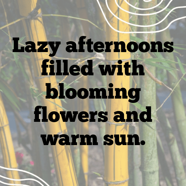 344+ Pouteria Captions For Instagram In 2025 10 Pouteria Captions Image For Instagram-0j1Kc2