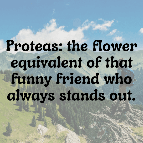 281+ Protea Captions For Instagram (Trending, Funny & Top) 5 Protea Captions Image For Instagram-4plkQ4