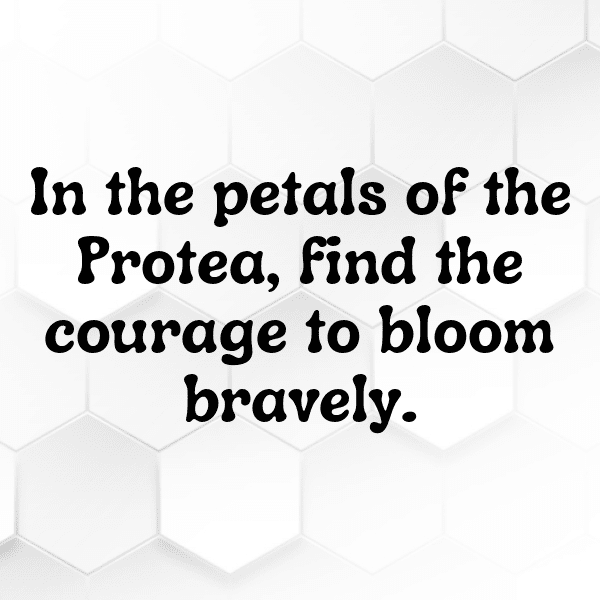 281+ Protea Captions For Instagram (Trending, Funny & Top) 9 Protea Captions Image For Instagram-ESx4LA