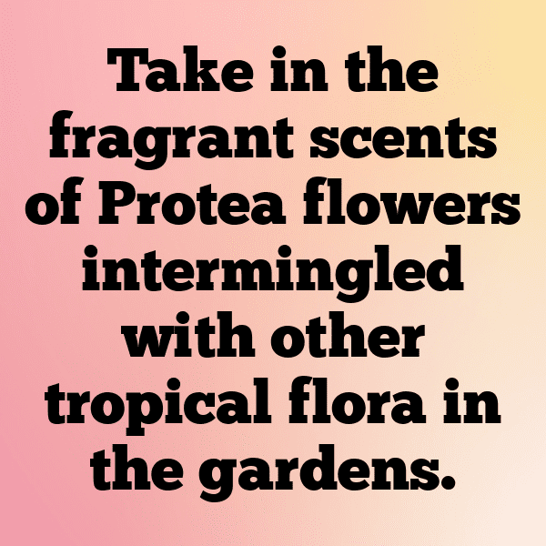 281+ Protea Captions For Instagram (Trending, Funny & Top) 10 Protea Captions Image For Instagram-vdDBFn