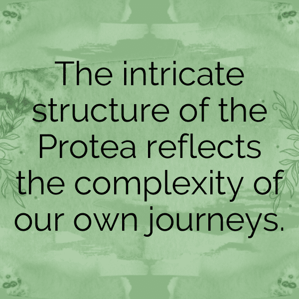 281+ Protea Captions For Instagram (Trending, Funny & Top) 7 Protea Captions Image For Instagram-VXNYRb