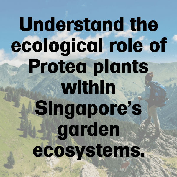 281+ Protea Captions For Instagram (Trending, Funny & Top) 8 Protea Captions Image For Instagram-Vy8Ars