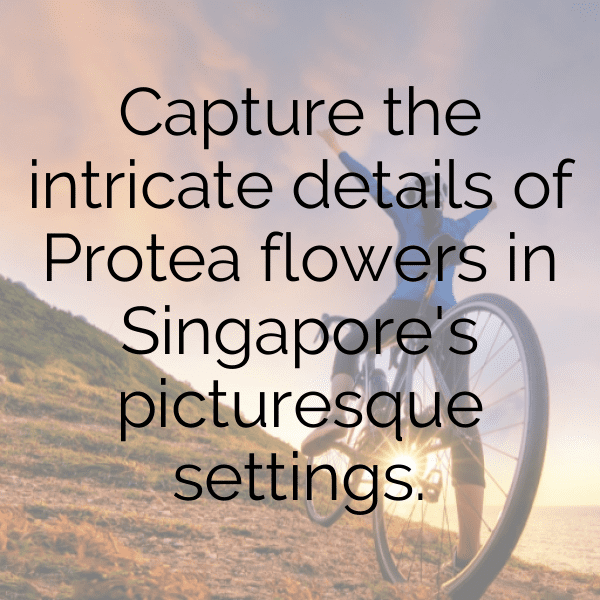 281+ Protea Captions For Instagram (Trending, Funny & Top) 6 Protea Captions Photo For Instagram-LQ9vdh