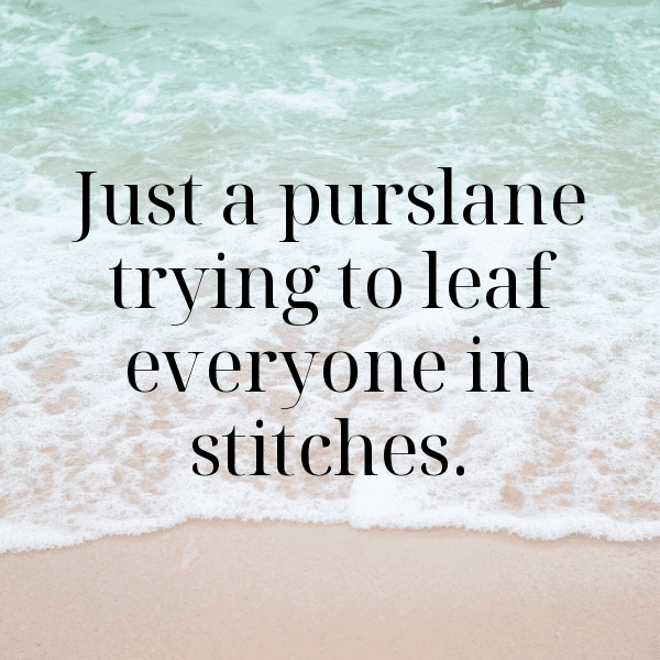 Purslane Captions Photo For Instagram-jIWydS