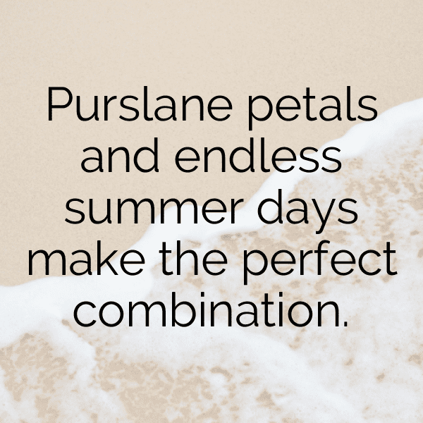 Purslane Captions Photo For Instagram-uR85OF