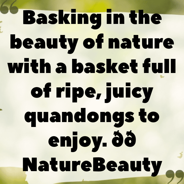 224+ Quandong Captions For Instagram (Best, Funny & Short) 3 Quandong Captions Image For Instagram-0kHa70