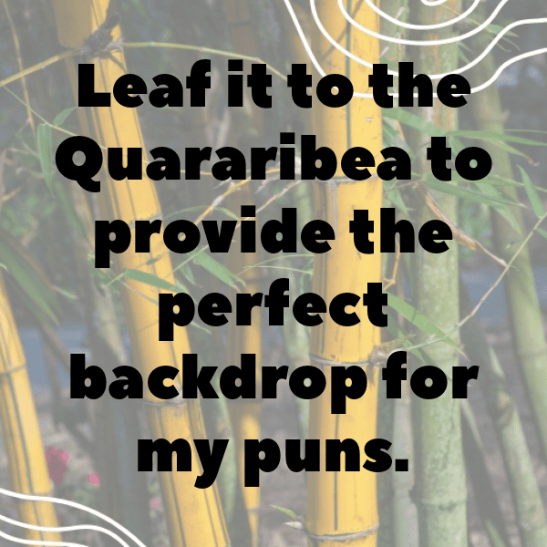 Quararibea Captions Image For Instagram-pT1FCY