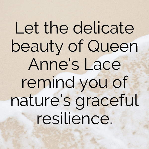 Queen Anne's Lace Captions Photo For Instagram-6coexg