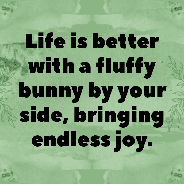 303+ Rabbit Captions For Instagram In 2025 7 Rabbit Captions Image For Instagram-ho1IJg