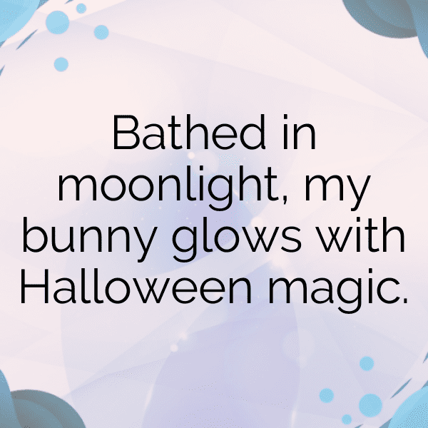 303+ Rabbit Captions For Instagram In 2025 3 Rabbit Captions Image For Instagram-iOKTYj