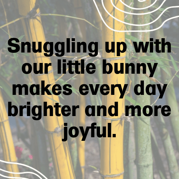 303+ Rabbit Captions For Instagram In 2025 4 Rabbit Captions Image For Instagram-qG9Qwq