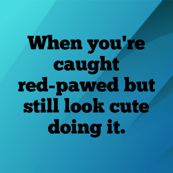 217+ Raccoon Captions For Instagram In 2025 4 Raccoon Captions Image For Instagram-KbSABf