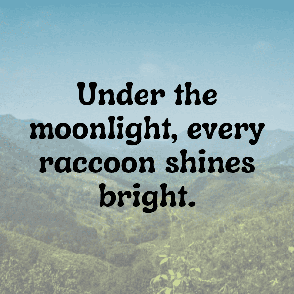 217+ Raccoon Captions For Instagram In 2025 11 Raccoon Captions Image For Instagram-u72H1c