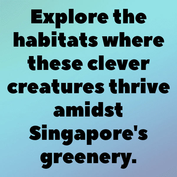 217+ Raccoon Captions For Instagram In 2025 12 Raccoon Captions Photo For Instagram-49fNhV