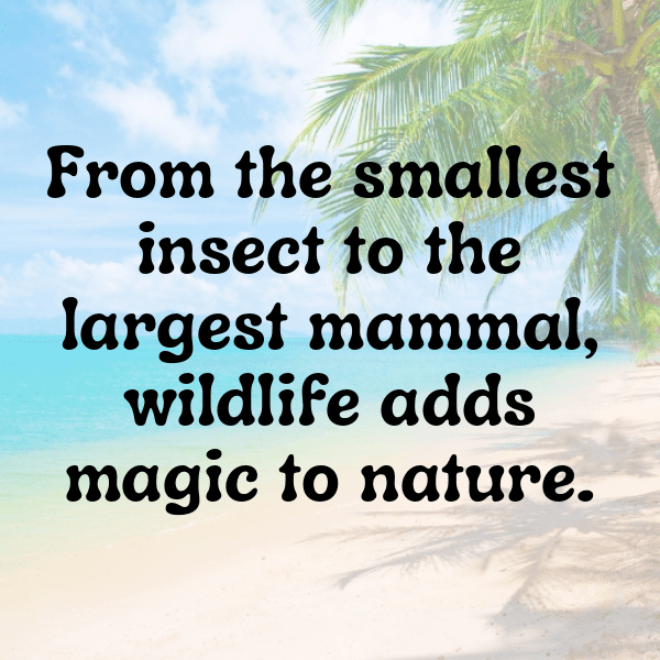 217+ Raccoon Captions For Instagram In 2025 13 Raccoon Captions Photo For Instagram-p7kNbT