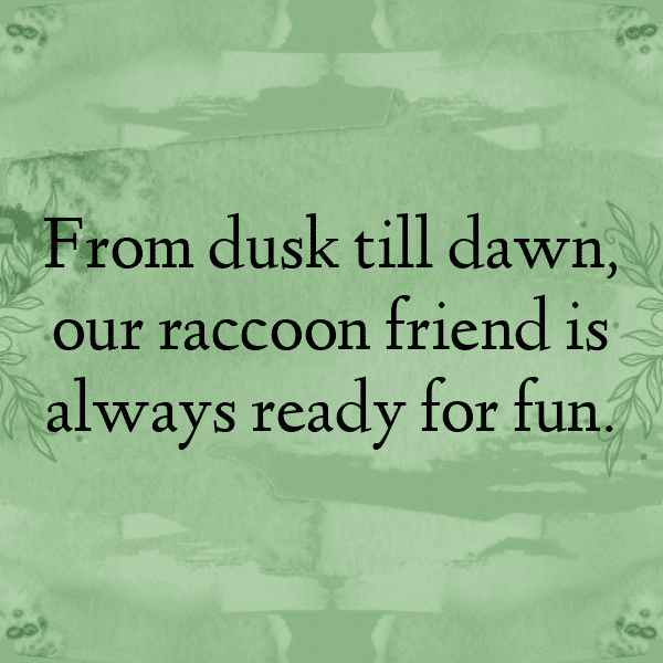 217+ Raccoon Captions For Instagram In 2025 3 Raccoon Captions Photo For Instagram-tdzLN4