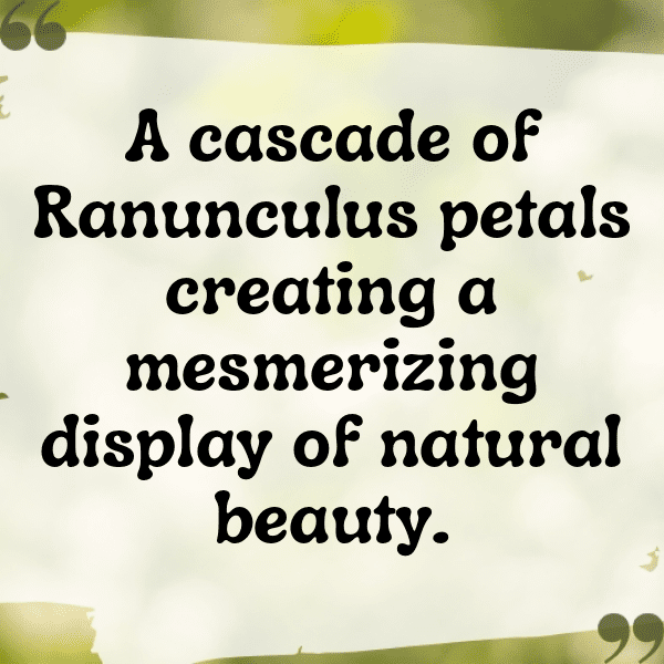 Ranunculus Captions Photo For Instagram-5evUXn