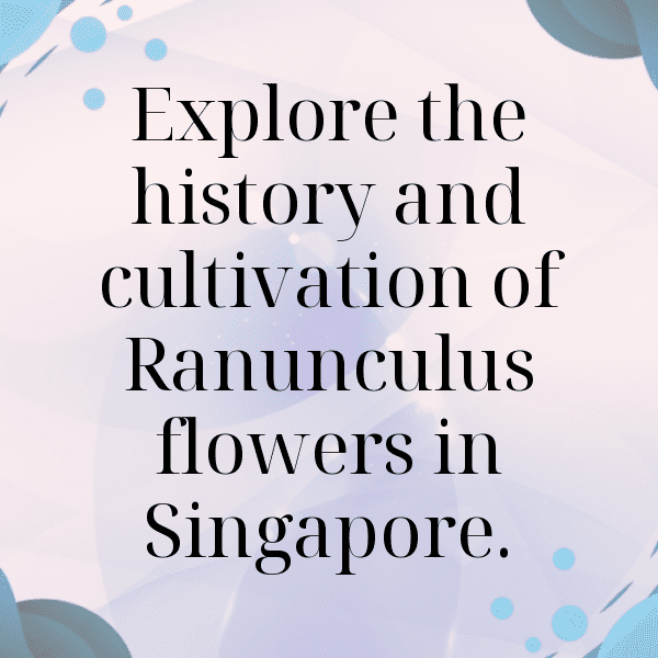 Ranunculus Captions Photo For Instagram-NqXC23