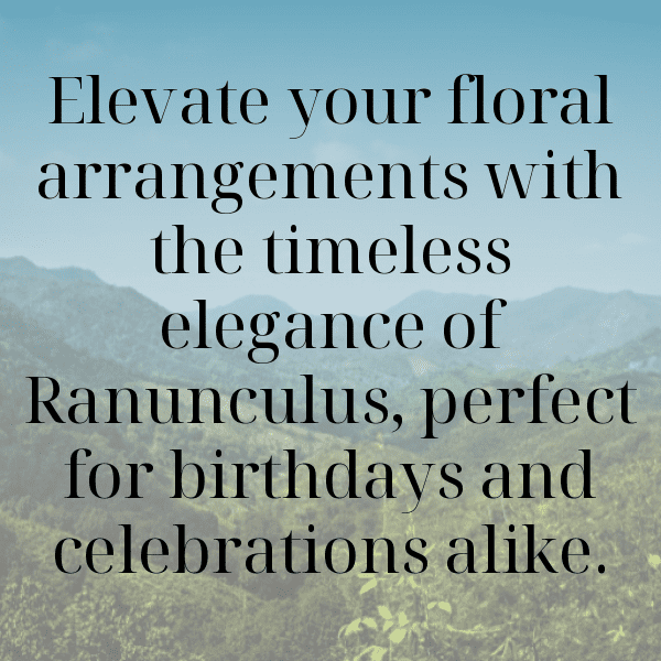 Ranunculus Captions Photo For Instagram-VKKE0V