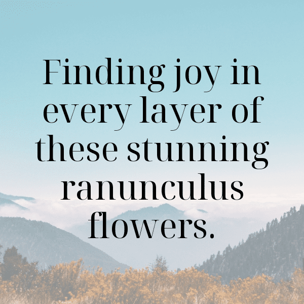 Ranunculus Captions Photo For Instagram-XMxIX7