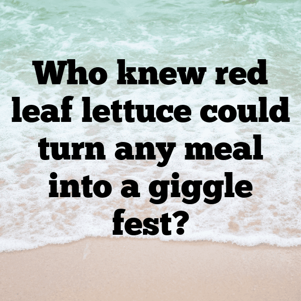 221+ Red Leaf Lettuce Captions For Instagram (Trending, Funny & Top) 4 Red Leaf Lettuce Captions Photo For Instagram-yScd6U