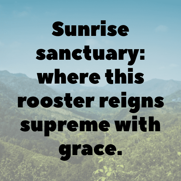 Rooster Captions Photo For Instagram-9cWSvY