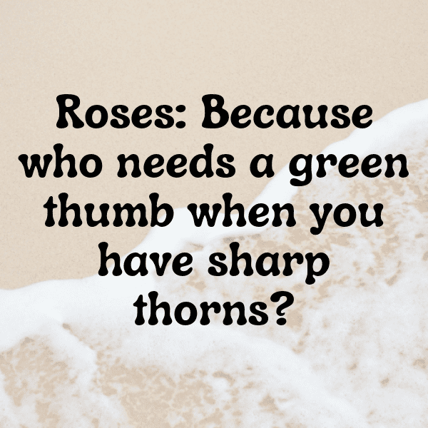250+ Rose Captions For Instagram (Best, Funny & Short) 7 Rose Captions Image For Instagram-nCpnpy