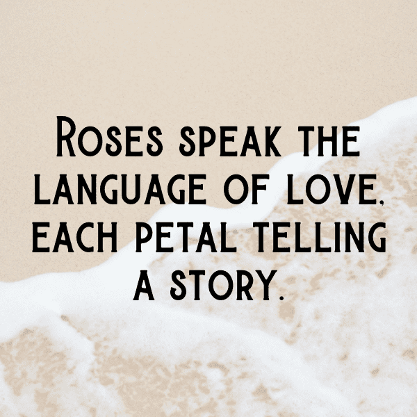 250+ Rose Captions For Instagram (Best, Funny & Short) 11 Rose Captions Photo For Instagram-EpXFz9