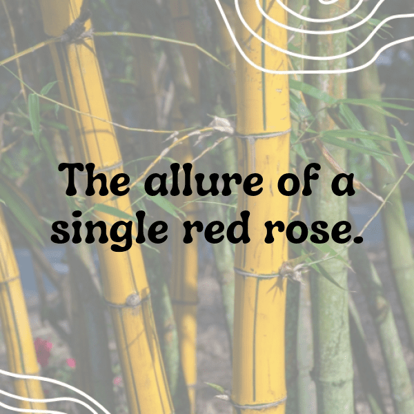 250+ Rose Captions For Instagram (Best, Funny & Short) 18 Rose Captions Photo For Instagram-fFLm03