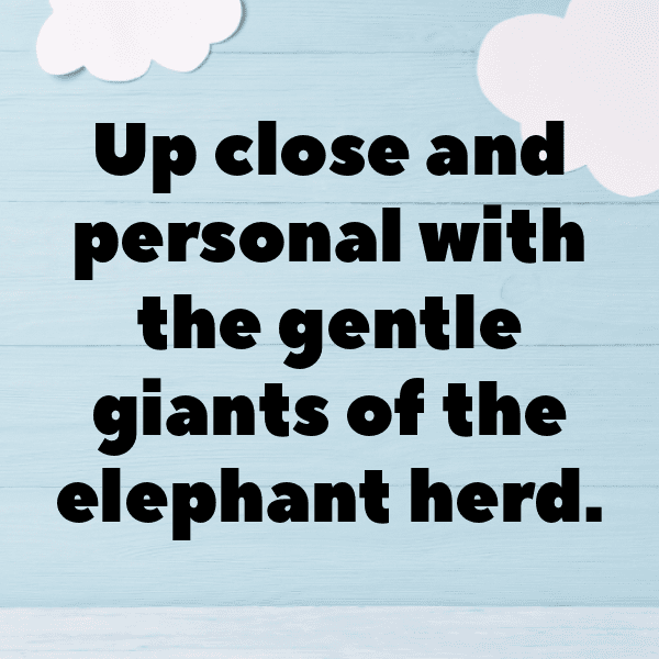 311+ Salamander Captions For Instagram (Short, Trending & Viral) 4 Salamander Captions Image For Instagram-WvhLuf