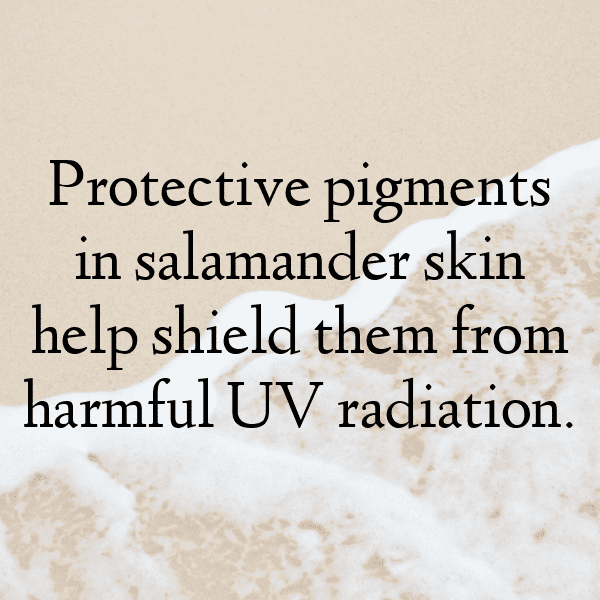 311+ Salamander Captions For Instagram (Short, Trending & Viral) 12 Salamander Captions Photo For Instagram-JK8Vr7