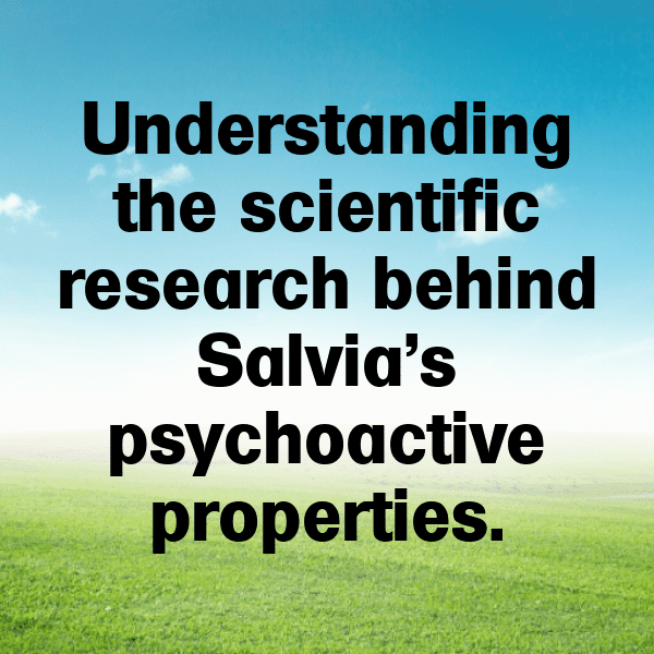 Salvia Captions Photo For Instagram-z3fj8B