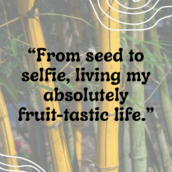 Sapodilla Captions Photo For Instagram-aEGgHD