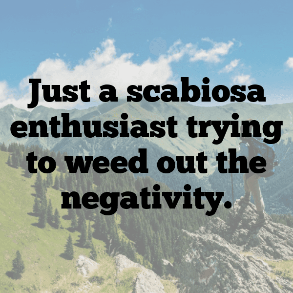 Scabiosa Captions Photo For Instagram-1PwdQ3