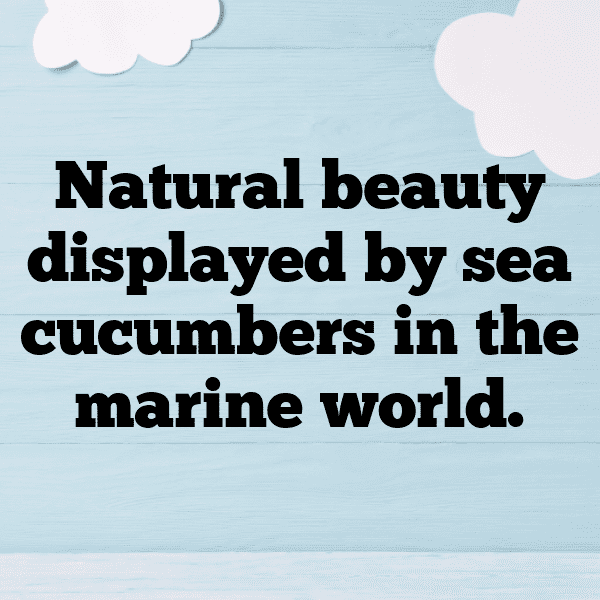 Sea Cucumber Captions Image For Instagram-49HnIQ