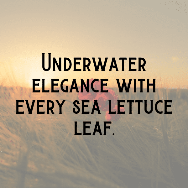306+ Sea Lettuce Captions For Instagram (Best, Funny & Short) 9 Sea Lettuce Captions Image For Instagram-ipgSHN