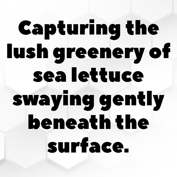 306+ Sea Lettuce Captions For Instagram (Best, Funny & Short) 6 Sea Lettuce Captions Photo For Instagram-AGUGcT