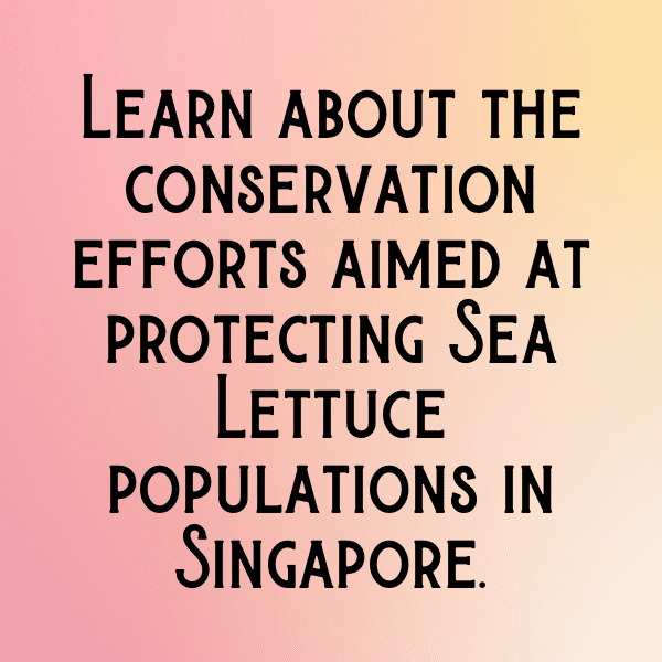 306+ Sea Lettuce Captions For Instagram (Best, Funny & Short) 13 Sea Lettuce Captions Photo For Instagram-OhwuTw
